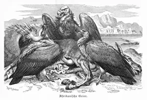 Engravings Gallery: African Vultures engraving 1892