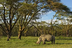Images Dated 2nd October 2016: African White rhinoceros (Ceratotherium simum) grazing Alone at the golden forest of Fever Trees