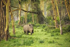 Rhinoceros Prints: African White rhinoceros (Ceratotherium simum) alone at dawn in the Golden Forest of Fever Trees in Lake Nakuru