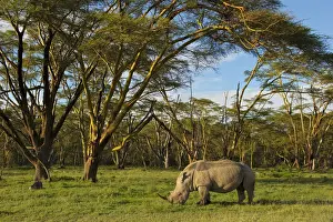 Lands Prints: African White rhinoceros (Ceratotherium simum) grazing Alone at the golden forest of Fever Trees in Lake Nakuru