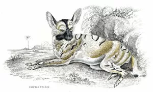 Images Dated 10th June 2015: African wild dog engraving 1840