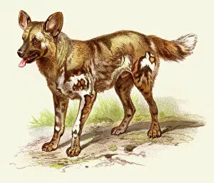 Images Dated 2nd August 2016: African wild dog illustration 1888