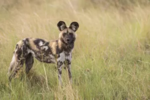 Images Dated 7th November 2012: African Wild Dog -Lyacon pictus-, Babwata National Park, Caprivi Strip, Namibia, Africa