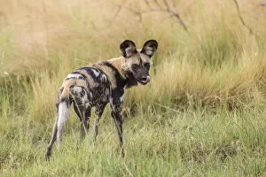 Images Dated 7th November 2012: African Wild Dog -Lyacon pictus-, Babwata National Park, Caprivi Strip, Namibia, Africa