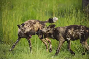 Gallo Landscape Prints: African wild dog (Lycaon pictus) interacting playfully at sunset in the Kruger National Park