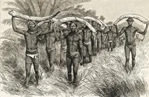 African Workers Carrying Elephant Tusks