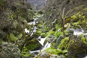 Afro Alpine Prints: Afro Alpine vegetation showing evidence of recent fire on Kilembe Route