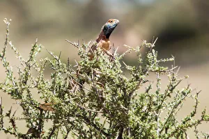 Images Dated 1st February 2017: Agama (=unmarried) is both the genus name of a group of small, long-tailed