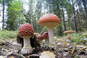 Images Dated 10th September 2014: Agaric Mushrooms -Amanita muscaria-, Glaskogen nature reserve, Sweden