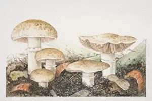 Assorted Prints: Agaricus bisporus, assorted Cultivated Mushrooms fruiting in rich compost