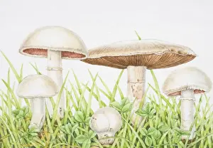 Types Prints: Agaricus campestris, group of white Field Mushrooms with brown and purple gills