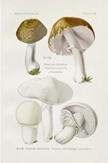 Images Dated 9th May 2017: Agaricus campestris mushroom 1891
