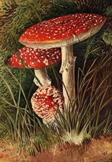 Agaricus Muscaricus