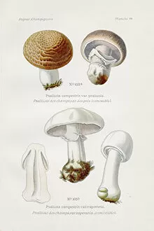 Images Dated 9th May 2017: Agaricus Mushroom 1891