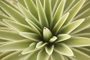Succulent Plant Prints: Agave, from above