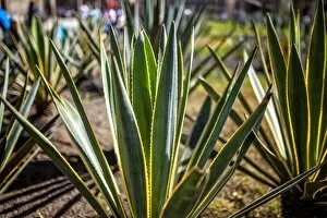 Images Dated 24th March 2016: Agave plant outside Mexico City Cathedral