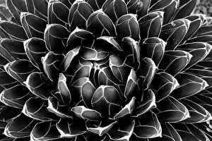 Images Dated 22nd February 2019: Agave victoriae-reginae (Queen Victoria agave, royal agave)