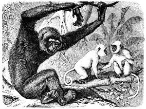 Herbivorous Prints: Agile gibbon (Hylobates agilis) and Two Hanuman langurs (Semnopithecus entellus)