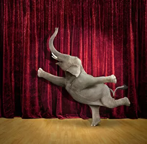 Elephant Gallery: agility, animals, balance, ballet, color image, concept, curtain, dancer, dancing