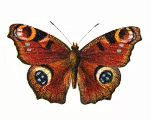 Colourful Butterflies Gallery: Aglais io, European peacock, Butterfly, Insects, Wildlife illustration