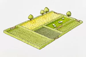 Organisation Gallery: Agricultural land divided into separate fields, sheep grazing