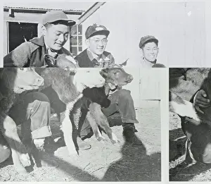 High School Prints: Agricultural Students With Calves