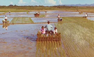 Agricultural Workers Using Rice-Transplanting Machinery