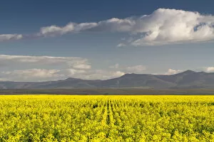 Images Dated 20th July 2012: agriculture, beauty in nature, canola, cloud, color image, colour image, day, daytime