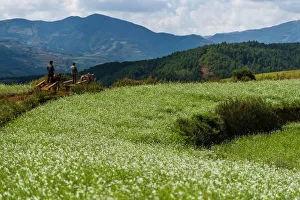 Images Dated 13th October 2012: Agriculture in Dongchuan red soil of Yunnan, China