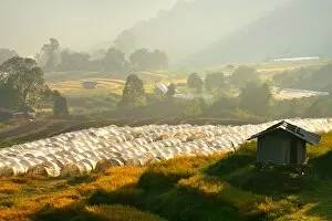 Images Dated 4th November 2010: Agriculture on the mountain, Mae Klang Luang