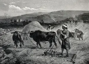 Bull Prints: Agriculture, villagers threshing grain by trampling it with oxen