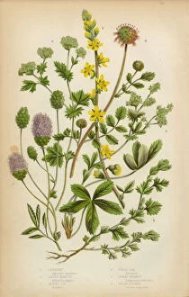The Flowering Plants and Ferns of Great Britain Collection: Agrimony, Ladyas Mantle and Burnet, Victorian Botanical Illustration
