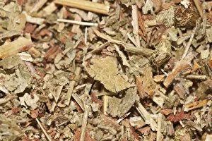 Images Dated 13th June 2012: Agrimony tea, organic tea