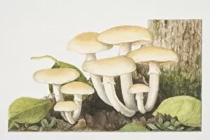 Woodlands Collection: Agrocybe cycindracea, Poplar Field-cap mushrooms fruiting at the foot of tree trunk