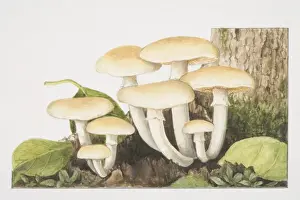 Mushrooms Prints: Agrocybe cycindracea, Poplar Field-cap mushrooms fruiting at the foot of tree trunk
