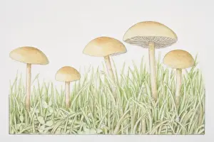 Mushrooms Prints: Agrocybe pediades, Common Field Cap mushrooms fruiting in grass