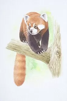 Ailurus fulgens, Lesser Panda perched on tree branch