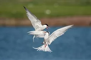 Images Dated 25th April 2011: Air fight between two Sandwich Terns -Sterna sandvicensis-, Texel, The Netherlands