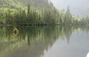 alaska, color image, day, forest, horizontal, lake, landscape, lush foliage, no people