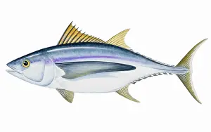 Fins Prints: Albacore (Thunnus alalunga), saltwater fish