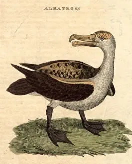 Colour Format Prints: The Albatross