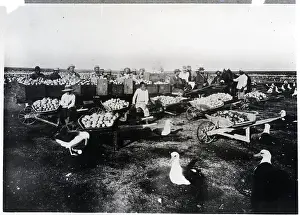 Albatross Eggs Going to Market