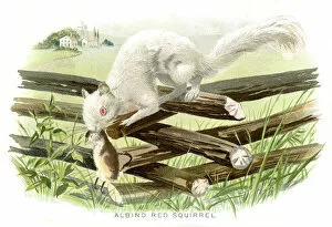 Albino red squirrel lithograph 1897