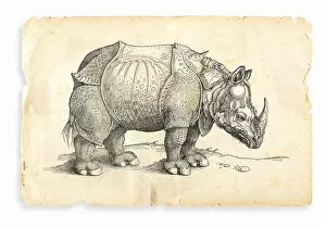 Images Dated 28th August 2016: Albrecht Durer rhinoceros woodcut 1535