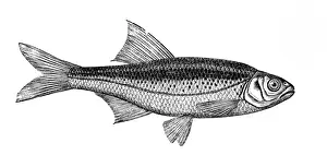 Fishing Prints: Alburnoides bipunctatus, known as the schneider, spirlin, bleak, riffle minnow