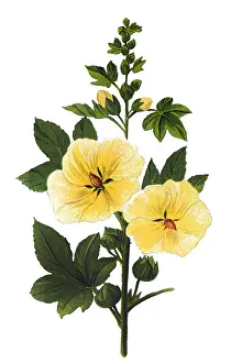 Alcea rosea, the common hollyhock