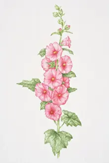 Alcea sp. Hollyhocks, upright flowering stem with palmately lobed leaves and pink flowers