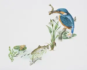 Aquatic Prints: Alcedo atthis, European kingfisher perched on pond stump with a fish in its beak