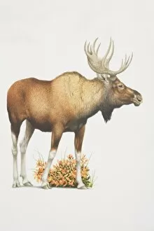 Hoofed Mammal Gallery: Alces alces, Elk or Moose, side view