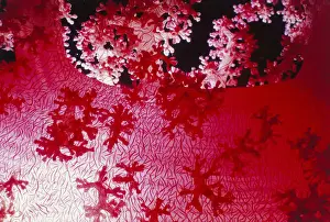 Alcyonarian Coral